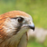 Australian Kestrel